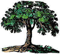 picture of a tree